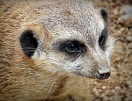 獴,動物,性質(zhì)