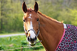 馬,動物,馬頭