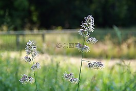 花卉,性質(zhì),護堤