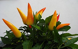 辣椒粉,辣椒,比薩餅