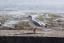 海鷗,鳥(niǎo),動(dòng)物