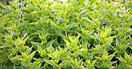 薄荷,綠色薄荷,廠