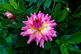 花,菊花,花的