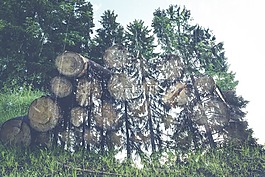 森林,木,日志