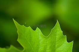 信,綠色,新鮮的