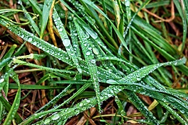 草,草葉,雨滴