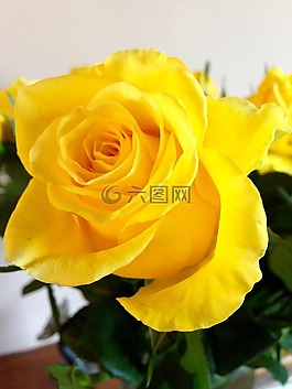 玫瑰,黃色,花