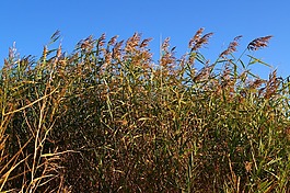 蘆葦,銀行,水