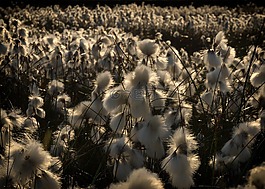 系泊,cottongrass,下萨克森