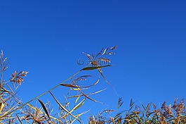 蘆葦,銀行,水