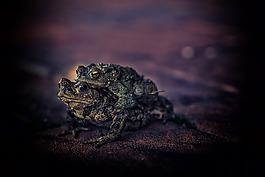 蟾蜍,動(dòng)物,真正的蟾蜍