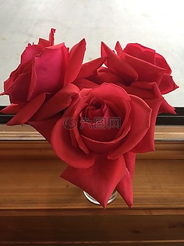紅色,玫瑰,心
