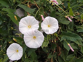 草,鮮花,夏季