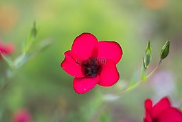 花,廠,性質(zhì)