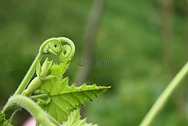 植物,綠色,嫩芽