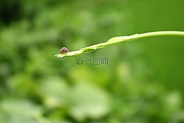 綠色,背景,瓢蟲
