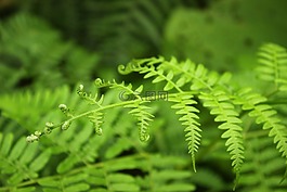 植物,卷曲,綠色