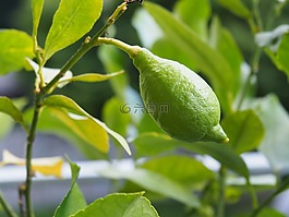 綠色,檸檬,水果