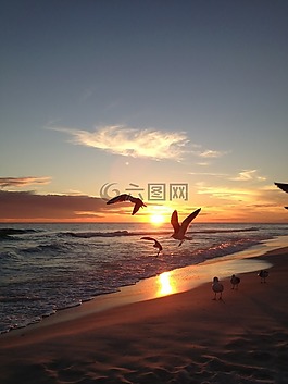海鷗,日落,海灘