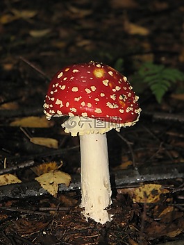 飛木耳,森林的地面,森林