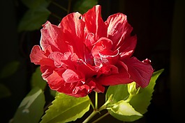 芙蓉,廠,關(guān)閉