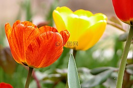 鮮花,顏色,性質(zhì)