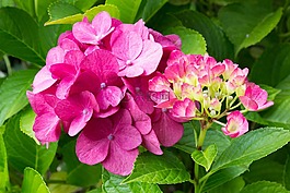 花,開(kāi)花,性質(zhì)