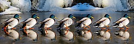 動物,鴨,水禽