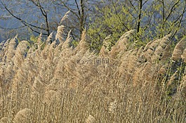 蘆葦,性質(zhì),里德