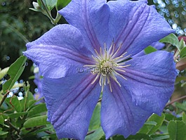 鐵線(xiàn)蓮,花,藍(lán)色