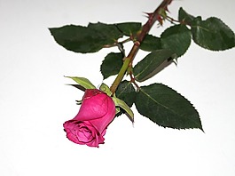 玫瑰,紅色,花卉