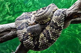 薩爾瓦多,動物園,蛇