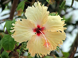 槿,芙蓉,花卉