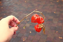 lampionnen,橙色,秋季