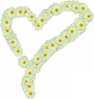 心,報春花,png