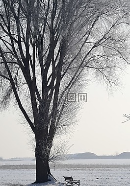 樹,冬天,寒冬