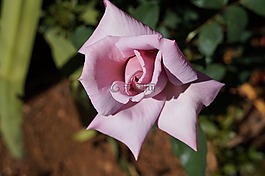 羅莎,花卉,利拉斯