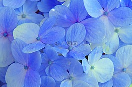 繡球花,藍色,花卉