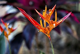 estrelítzia,極樂鳥,性質
