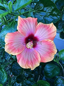 粉紅色,槿,花