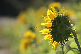 向日葵,鮮花,陽光