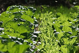 大白菜,光,蔬菜
