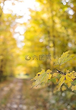 秋,秋天,黄色