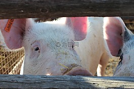 豬,動物,農場