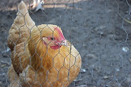 雞,鳥,家禽