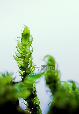 綠色,宏,苔