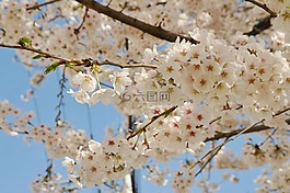 櫻花盛開,鮮花,春天