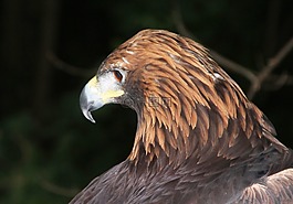 金鷹,阿德勒,鷙鳥