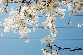 櫻花盛開,鮮花,春天