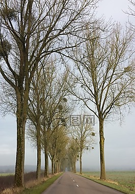 路,胡同,樹(shù)
